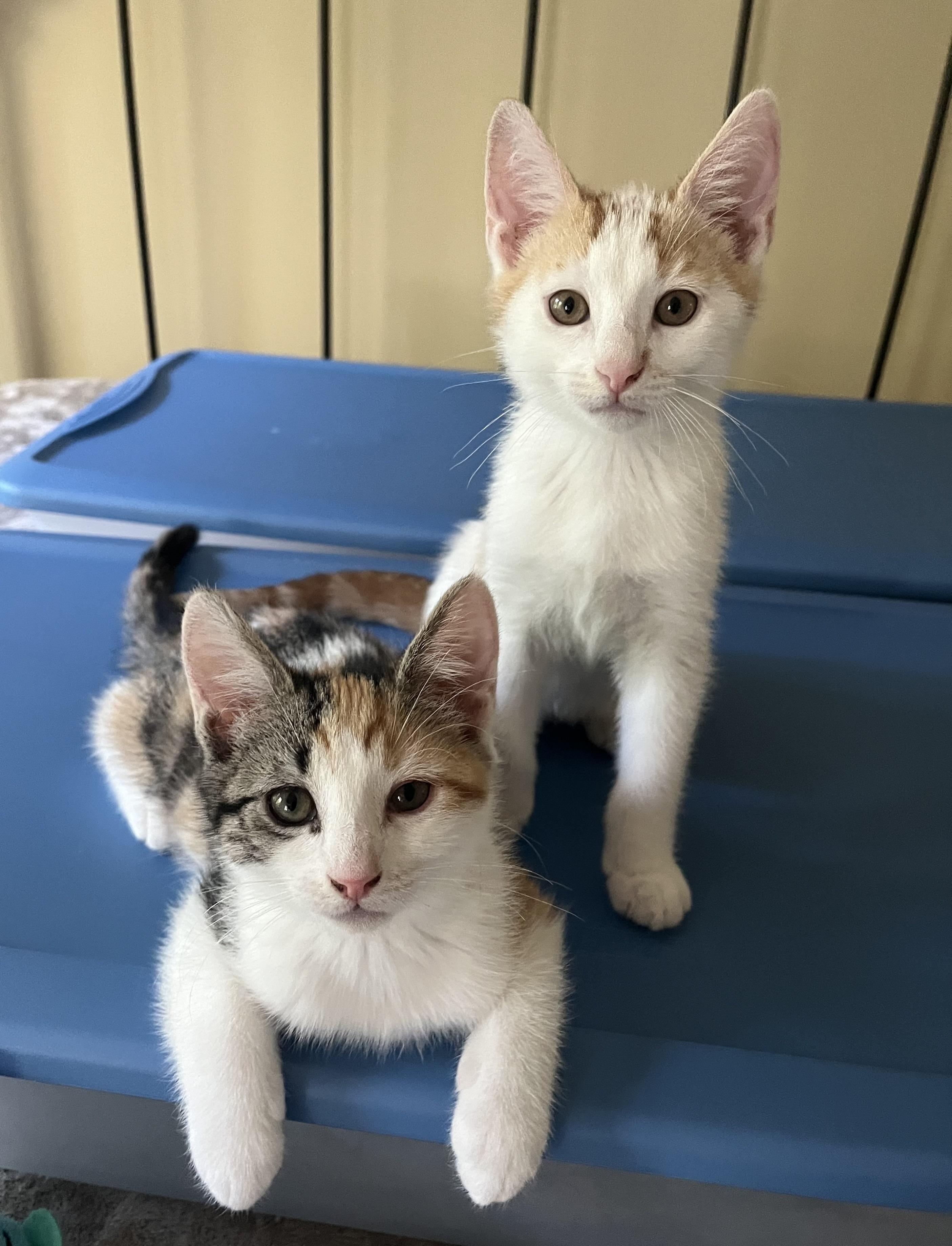 Ruby & Oliver, Baby Male Domestic Short Hair