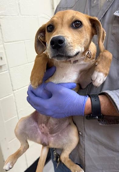 Toffee, Adoptable, Puppy Female Beagle & Smooth Fox Terrier.