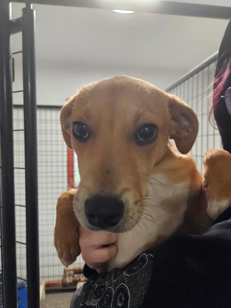 Enlarge Toffee, a Adoptable mixed breed in Thompson Falls, MT image 2/3