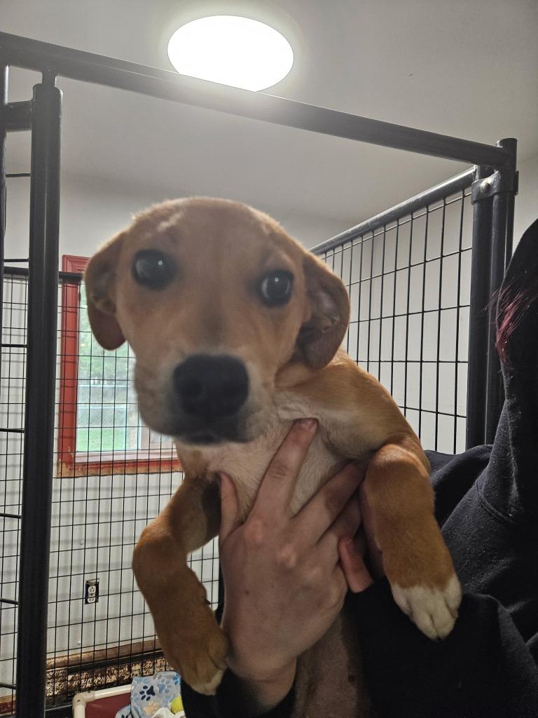 Enlarge Toffee, a Adoptable mixed breed in Thompson Falls, MT image 3/3