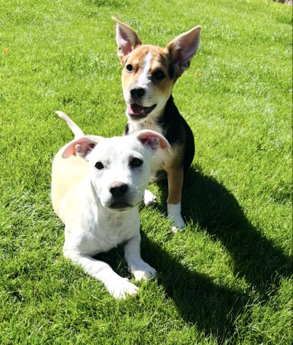 Enlarge Levi and  Lila , a ADOPTABLE mixed breed in Scottsdale, AZ image 4/5