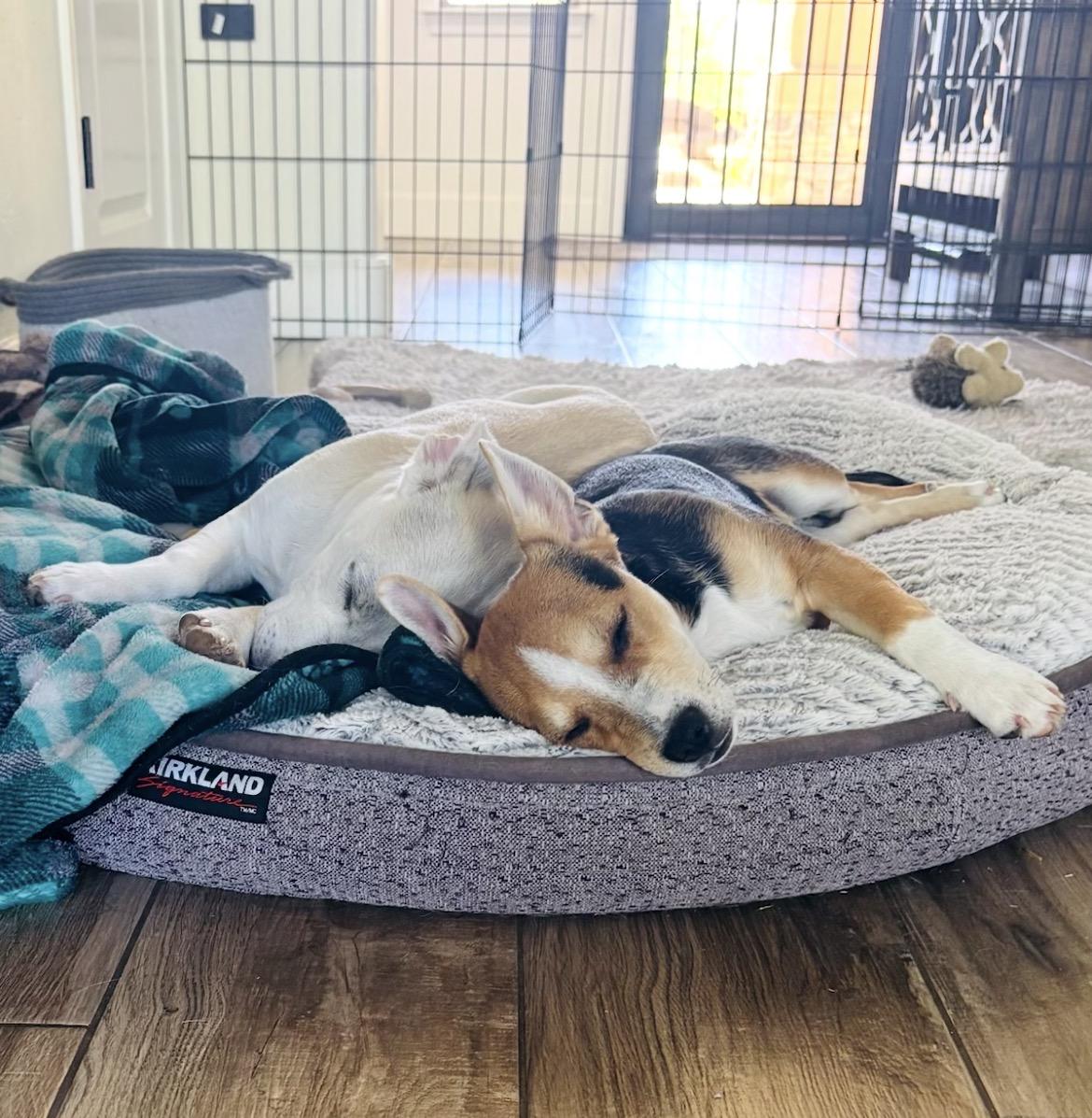 Enlarge Levi and  Lila , a ADOPTABLE mixed breed in Scottsdale, AZ image 2/5