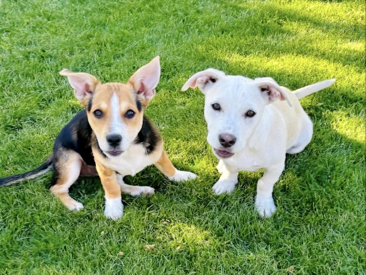 Enlarge Levi and  Lila , a ADOPTABLE mixed breed in Scottsdale, AZ image 1/5