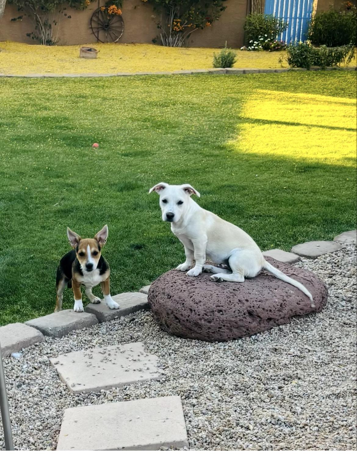 Enlarge Levi and  Lila , a ADOPTABLE mixed breed in Scottsdale, AZ image 3/5