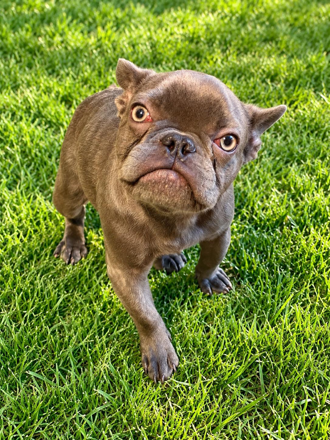 Enlarge Baby Bug, a Adoptable mixed breed in Georgetown , CA image 1/1