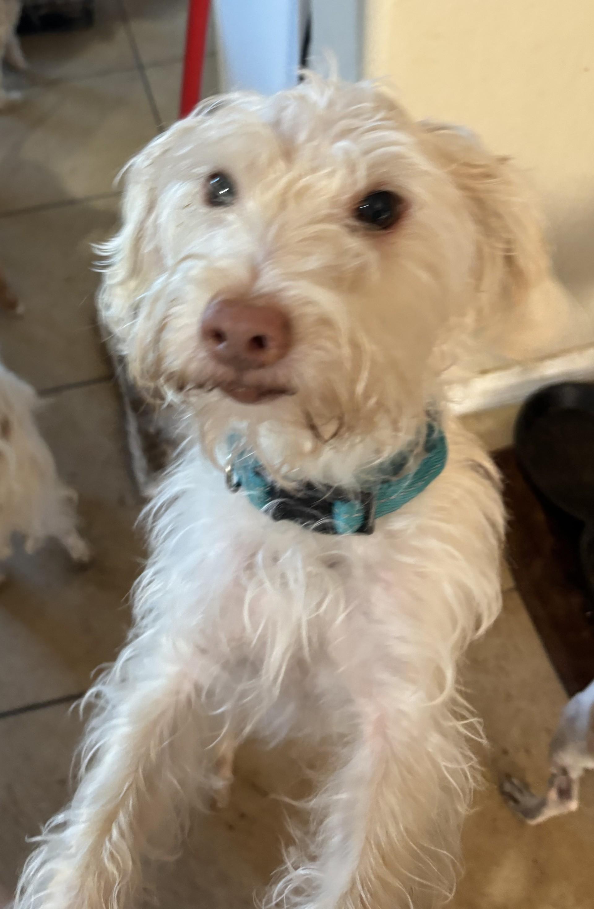 Enlarge Benji, an adoption pending mixed breed in Phoenix, AZ image 1/1