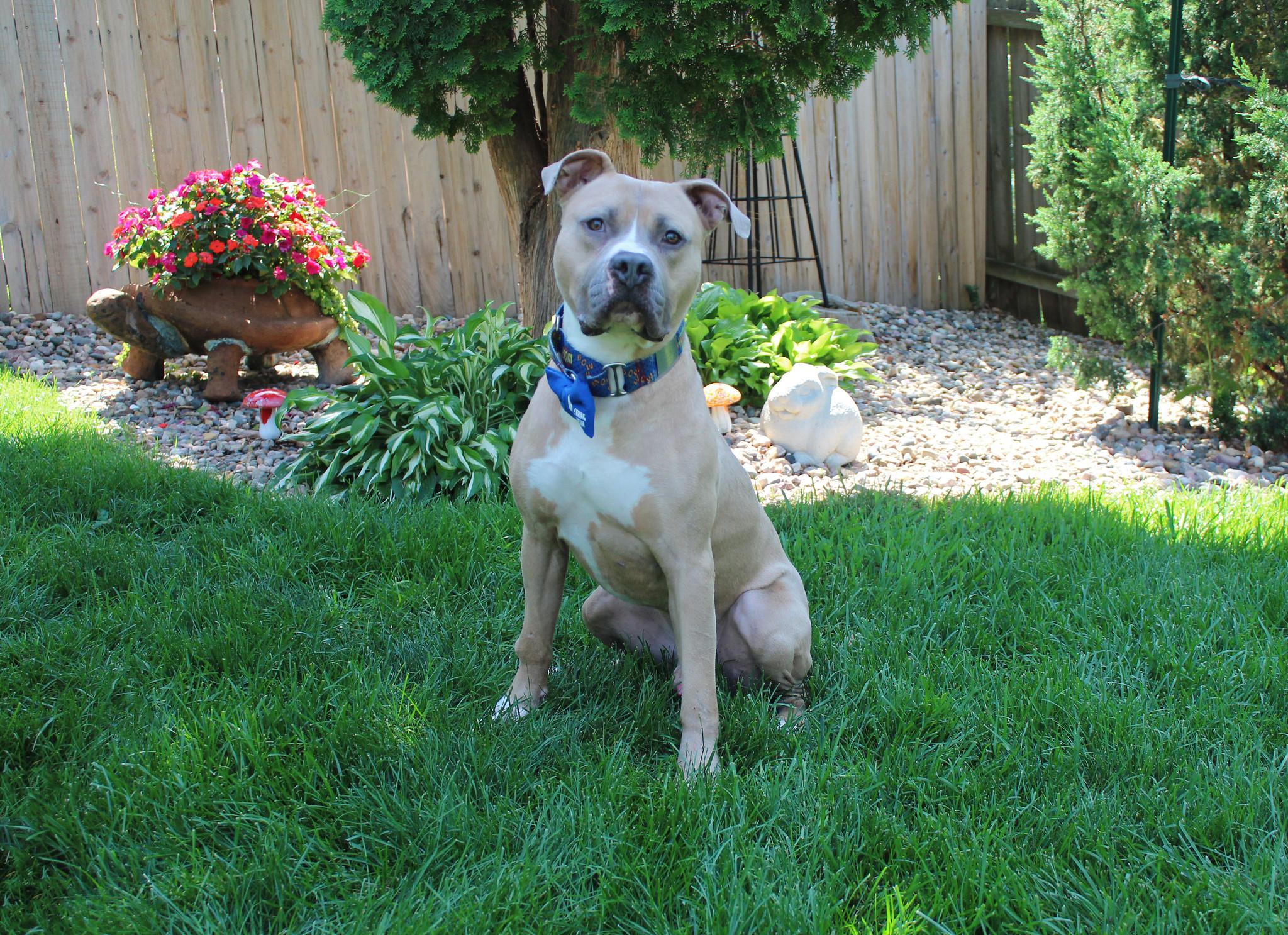 String Bean, Adopted, Adult Male Terrier.