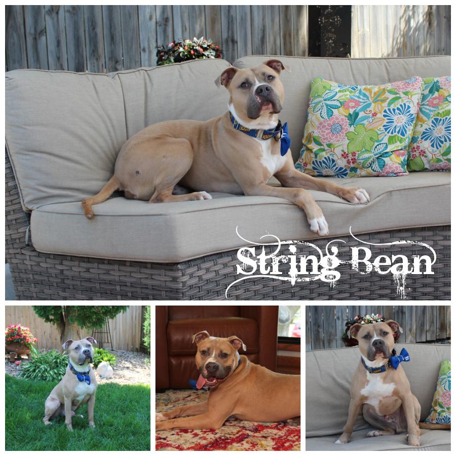 Enlarge String Bean, a Adopted mixed breed in Sioux Falls, SD image 2/6