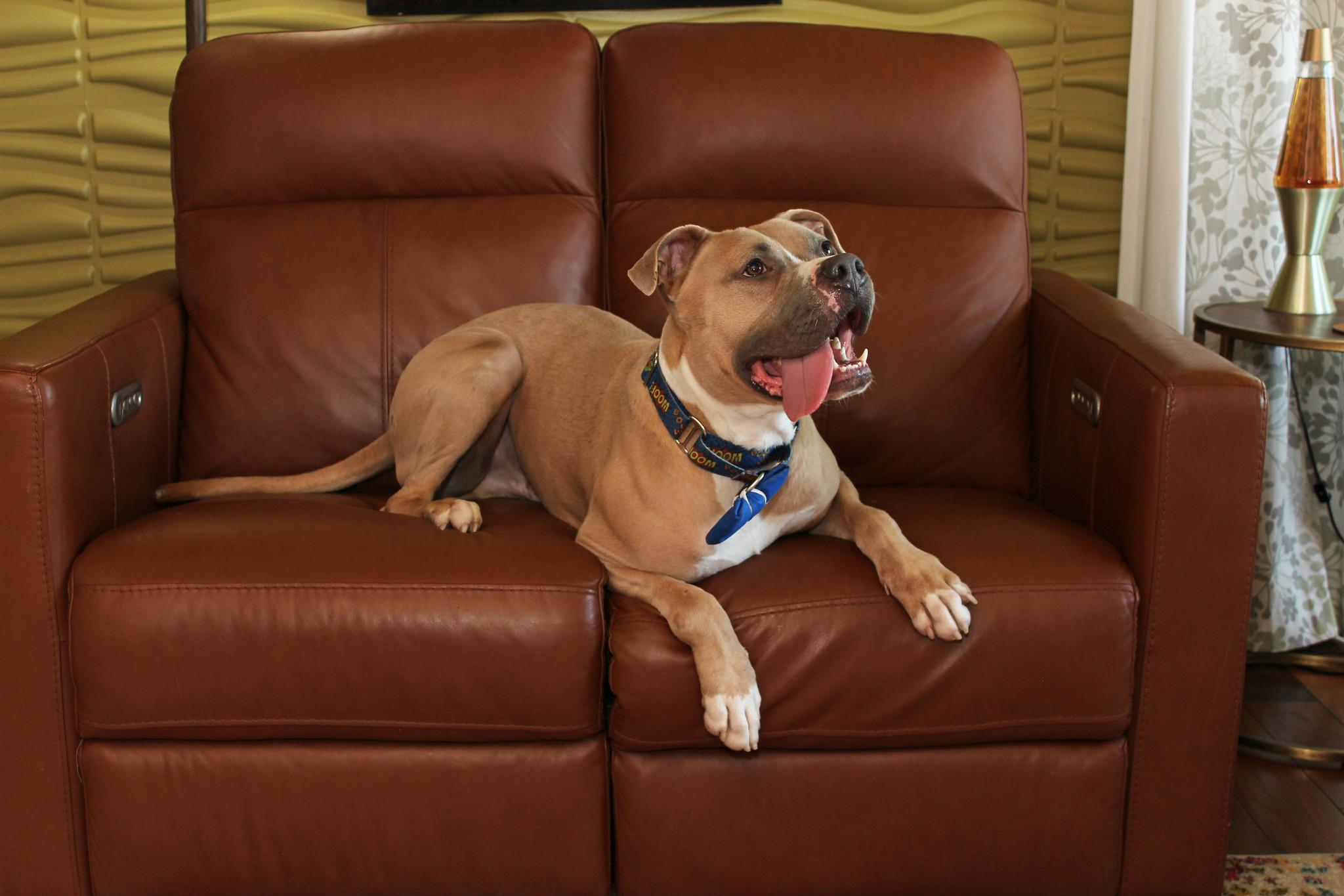 Enlarge String Bean, a Adopted mixed breed in Sioux Falls, SD image 3/6