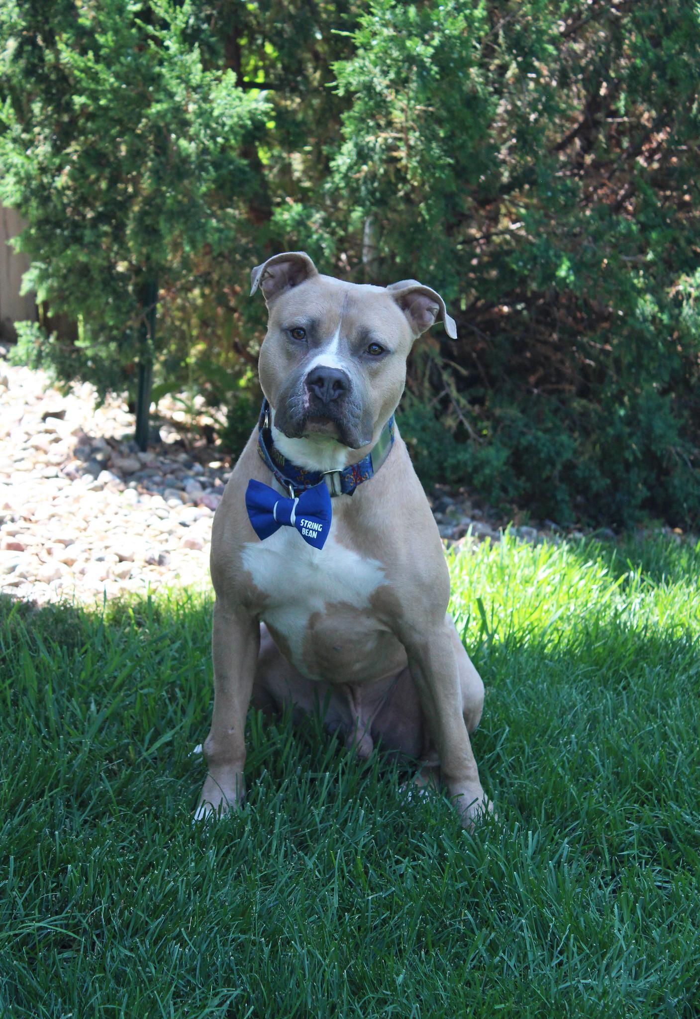 Enlarge String Bean, a Adopted mixed breed in Sioux Falls, SD image 4/6