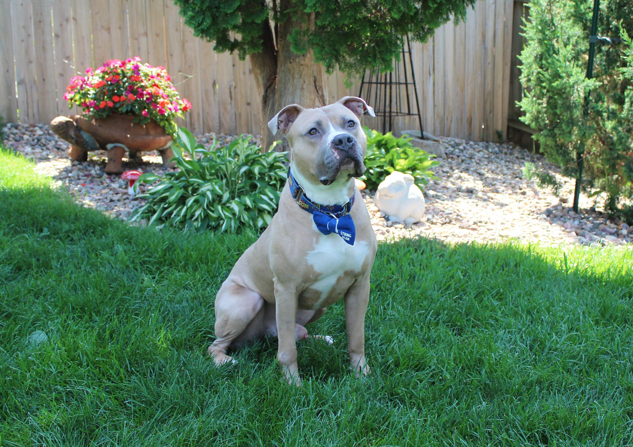 String Bean, Adopted, Adult Male Terrier.