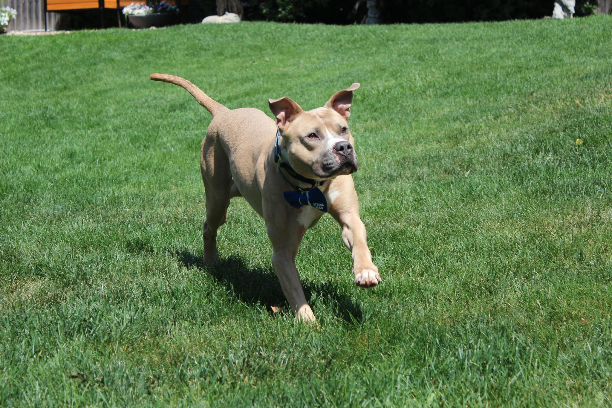 Enlarge String Bean, a Adopted mixed breed in Sioux Falls, SD image 6/6