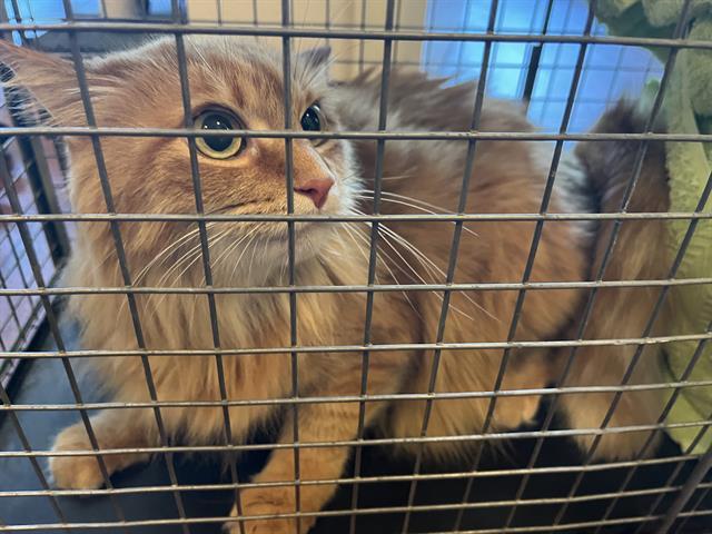 THOMASINA, Adoptable, Adult Female Domestic Medium Hair.