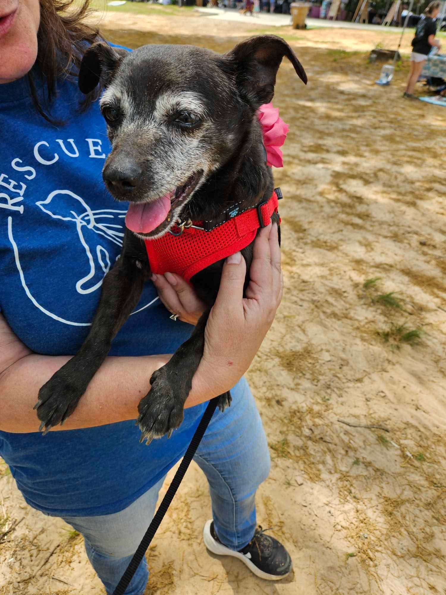 Enlarge Penelope - Sweet Little Turnkey Senior!, a ADOPTABLE mixed breed in Buford, GA image 5/6