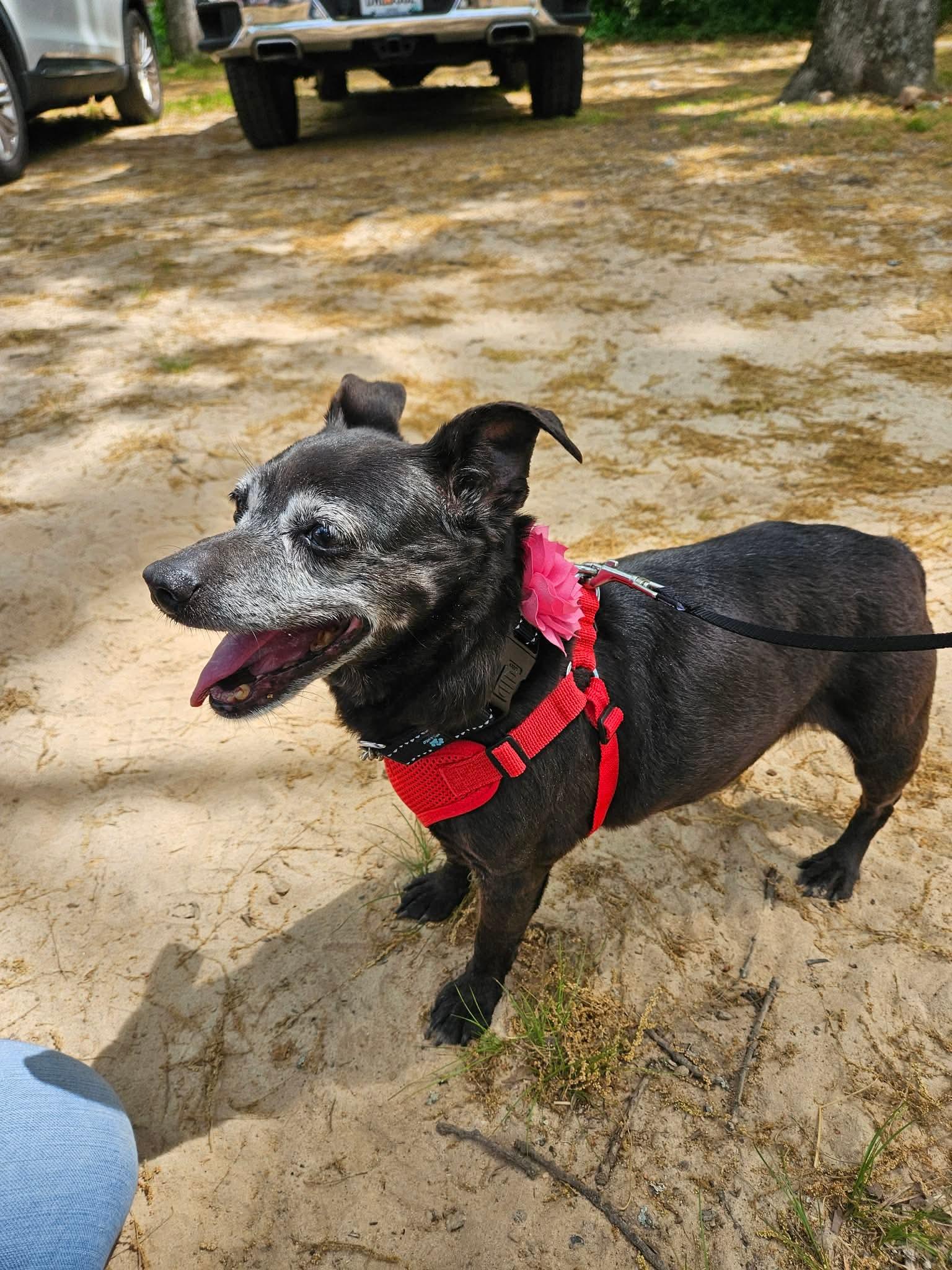 Enlarge Penelope - Sweet Little Turnkey Senior!, a ADOPTABLE mixed breed in Buford, GA image 4/6