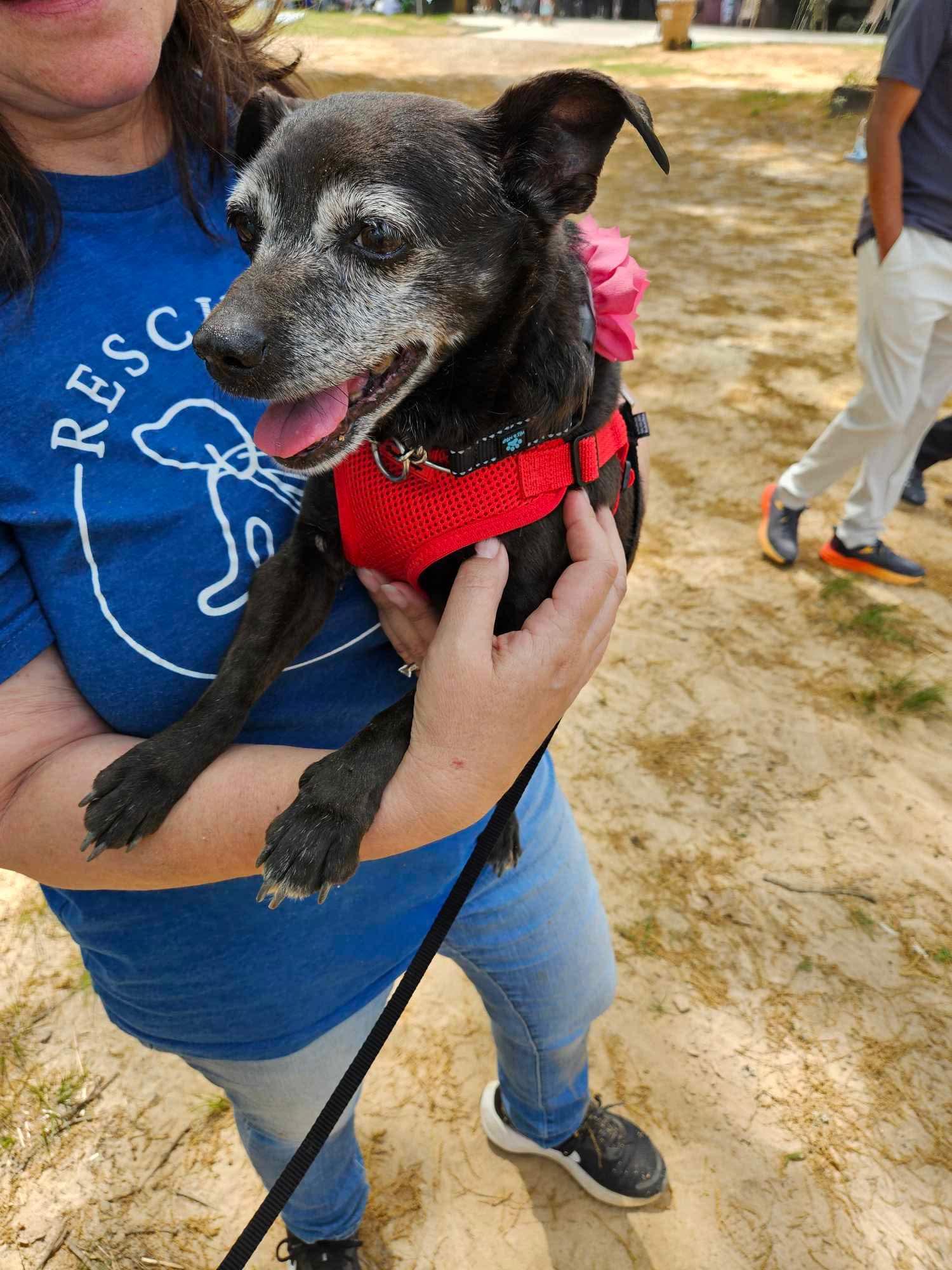 Enlarge Penelope - Sweet Little Turnkey Senior!, a ADOPTABLE mixed breed in Buford, GA image 6/6