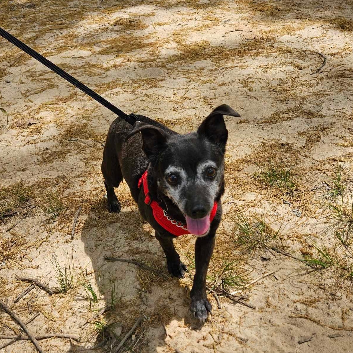 Enlarge Penelope - Sweet Little Turnkey Senior!, a ADOPTABLE mixed breed in Buford, GA image 2/6