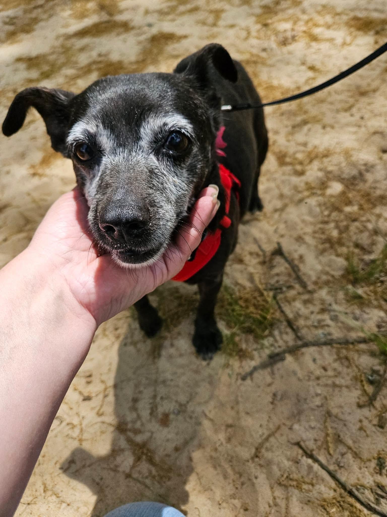 Penelope - Sweet Little Turnkey Senior!, ADOPTABLE, Senior Female Chihuahua & Terrier.