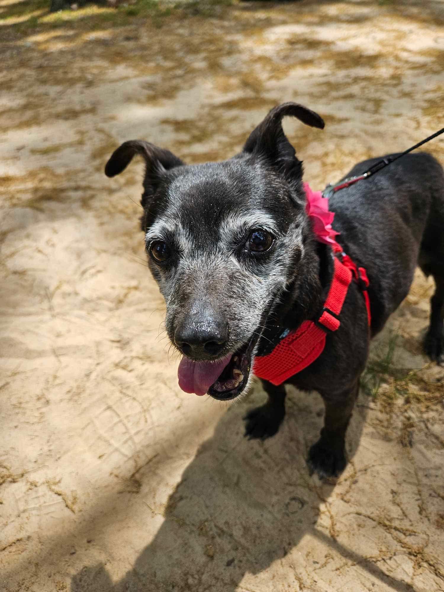 Enlarge Penelope - Sweet Little Turnkey Senior!, a ADOPTABLE mixed breed in Buford, GA image 3/6