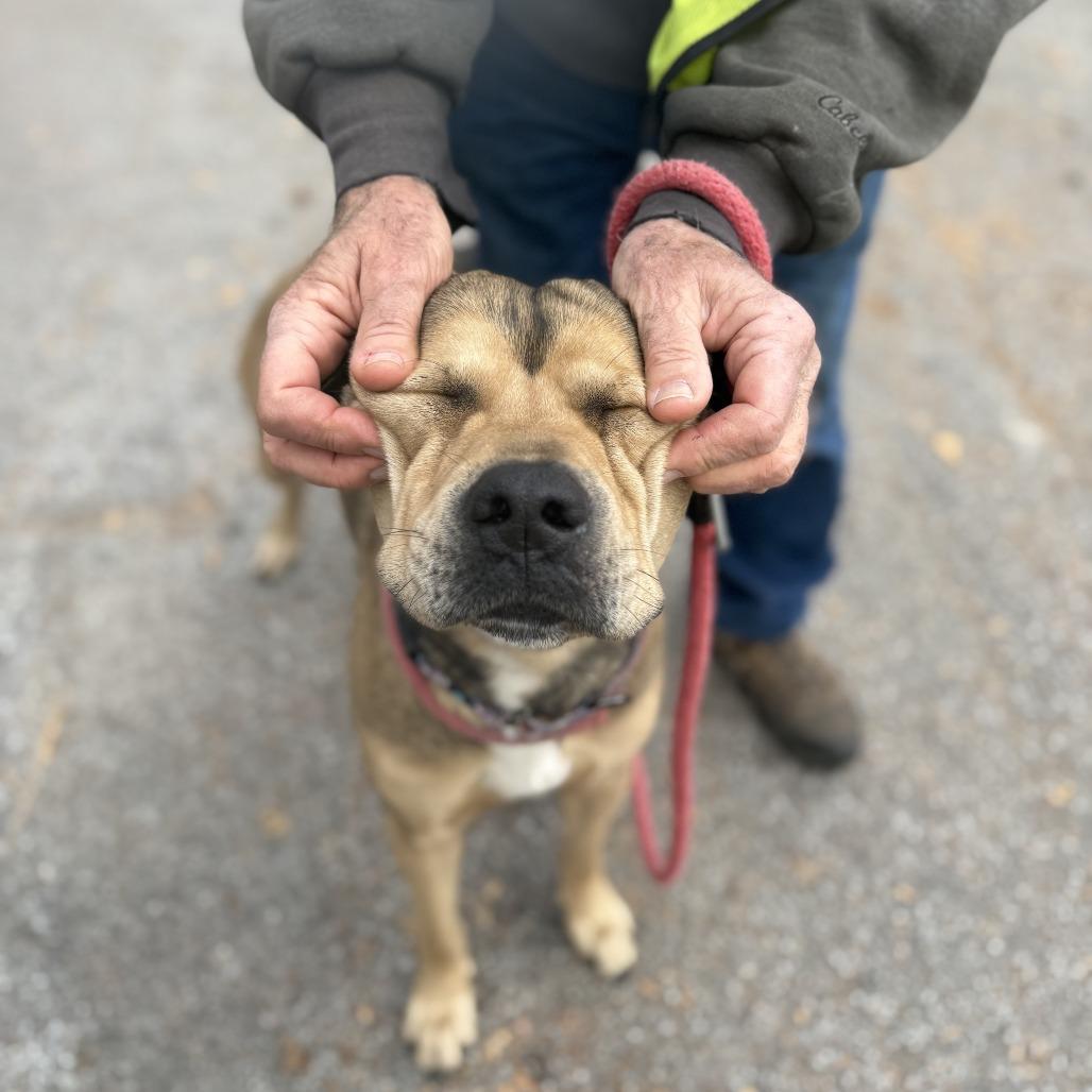 Benee @ Foster, Adoptable, Adult Male Mixed Breed.