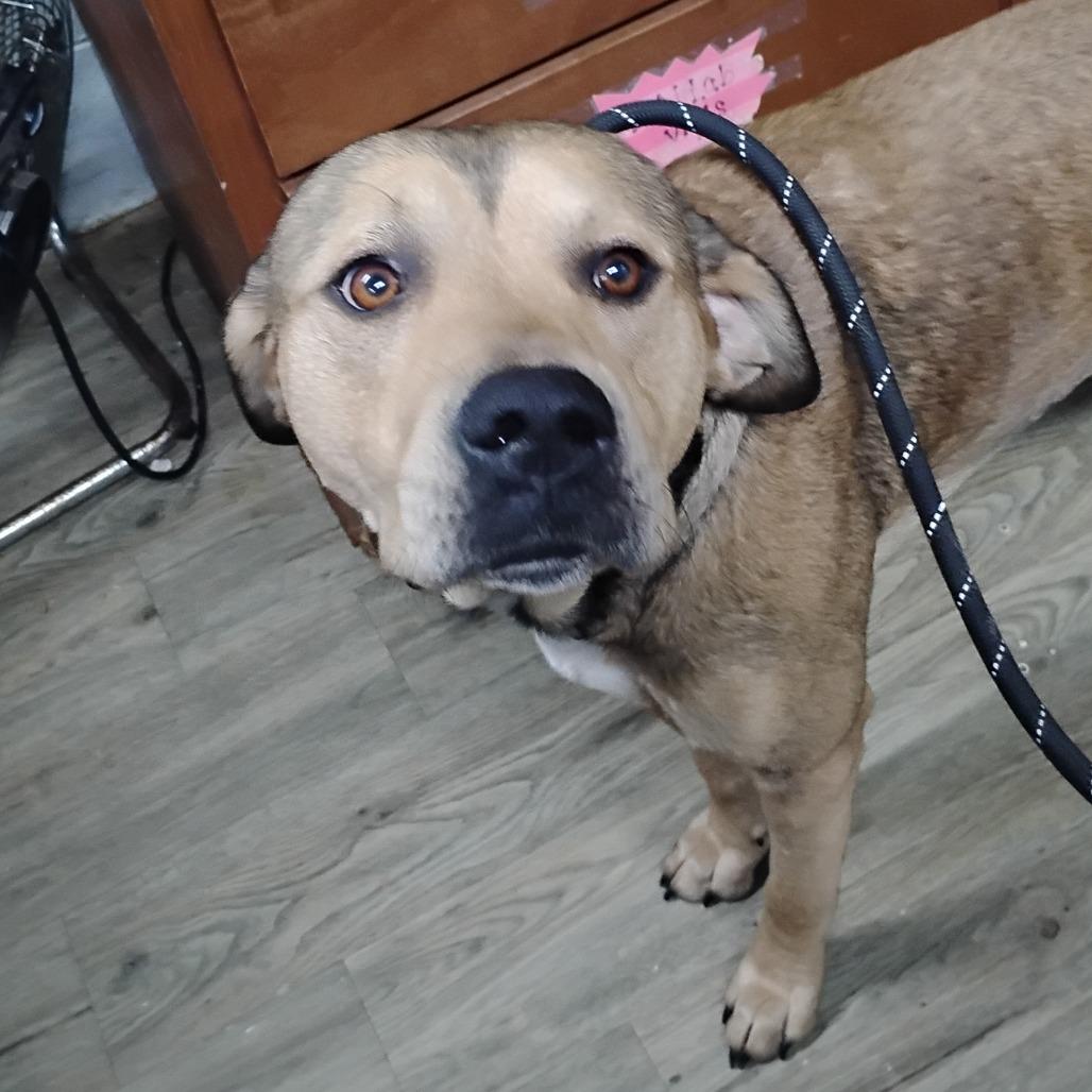 Enlarge Benee @ Foster, a Adoptable Mixed Breed in Summerville, SC image 3/3