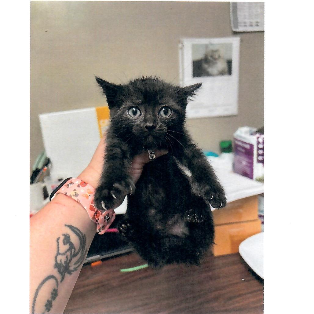 Virginia, a Adoptable Domestic Short Hair in Salem, WV image 2/2