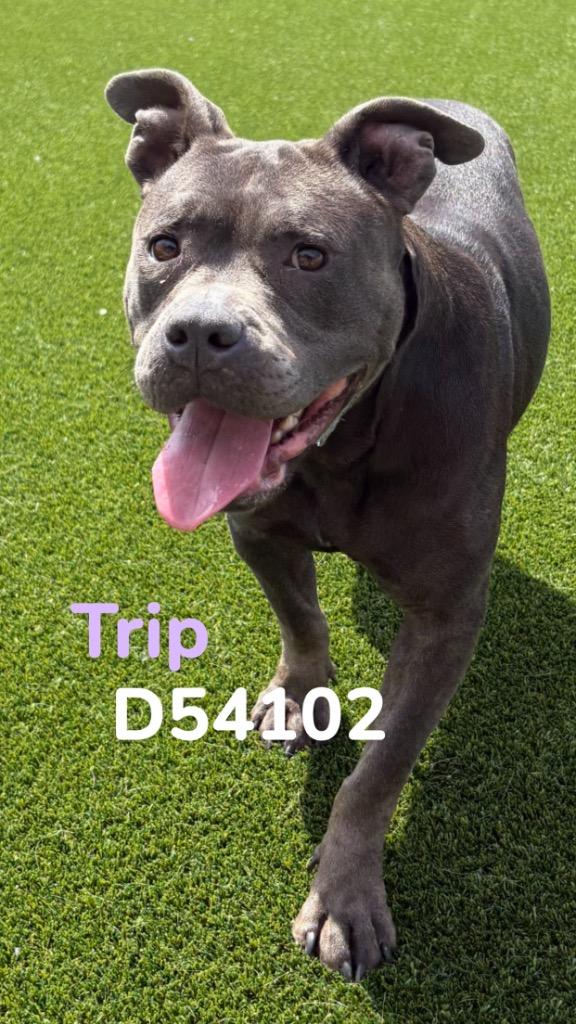 Enlarge Trip, a Adoptable Staffordshire Bull Terrier in Clarksville, TN image 2/2