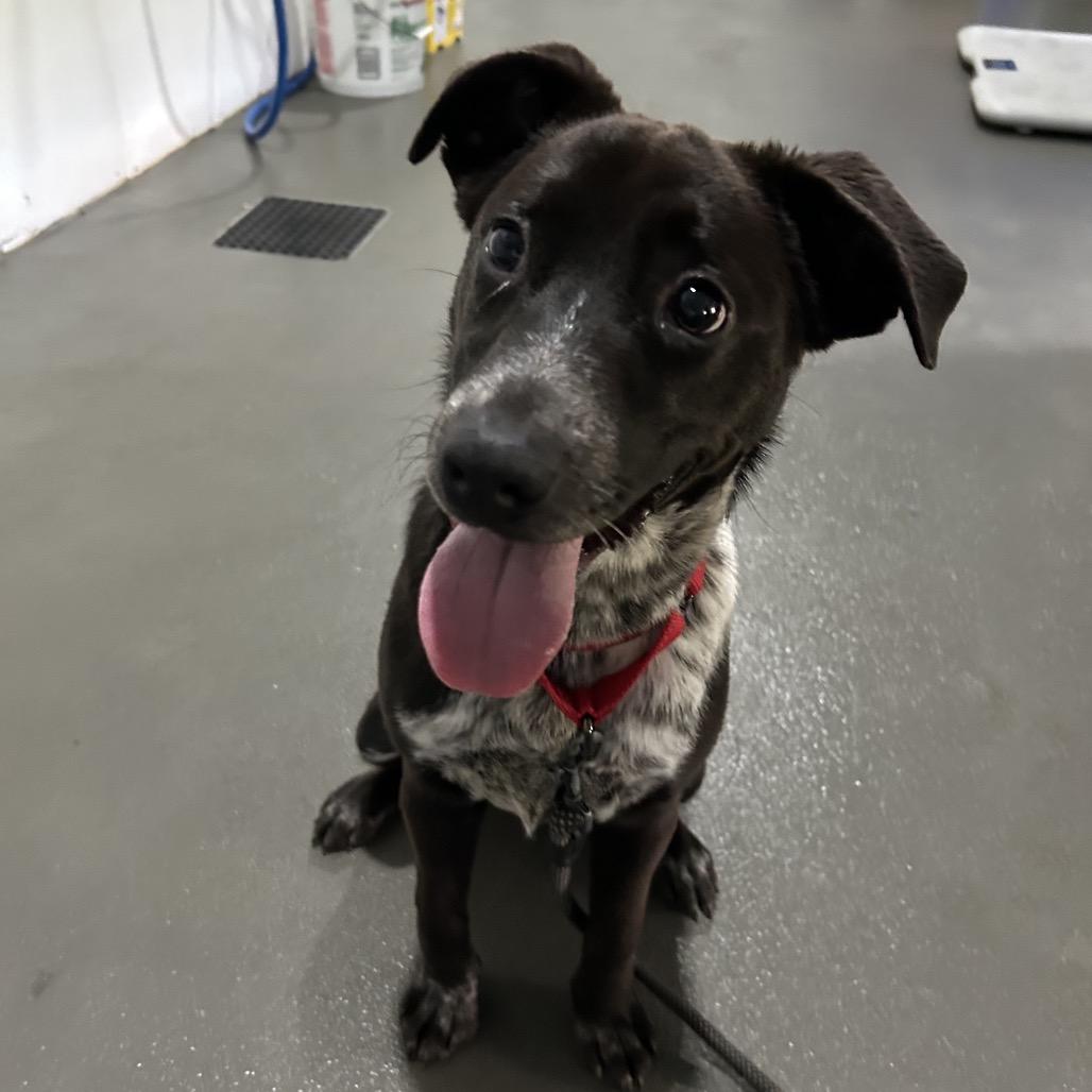 Pebbles, Adoptable, Young Female Black Labrador Retriever & Mixed Breed.