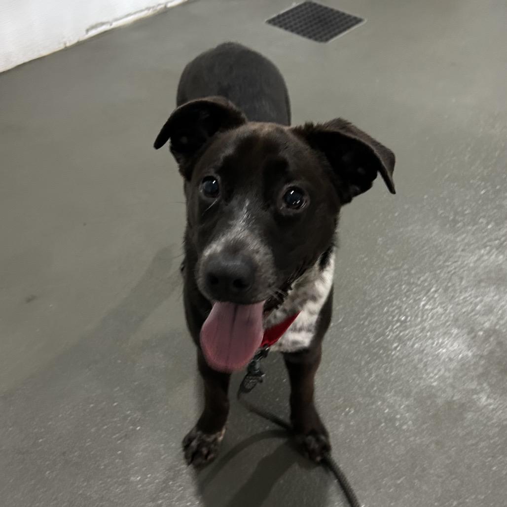 Enlarge Pebbles, a Adoptable mixed breed in Marion, VA image 3/6