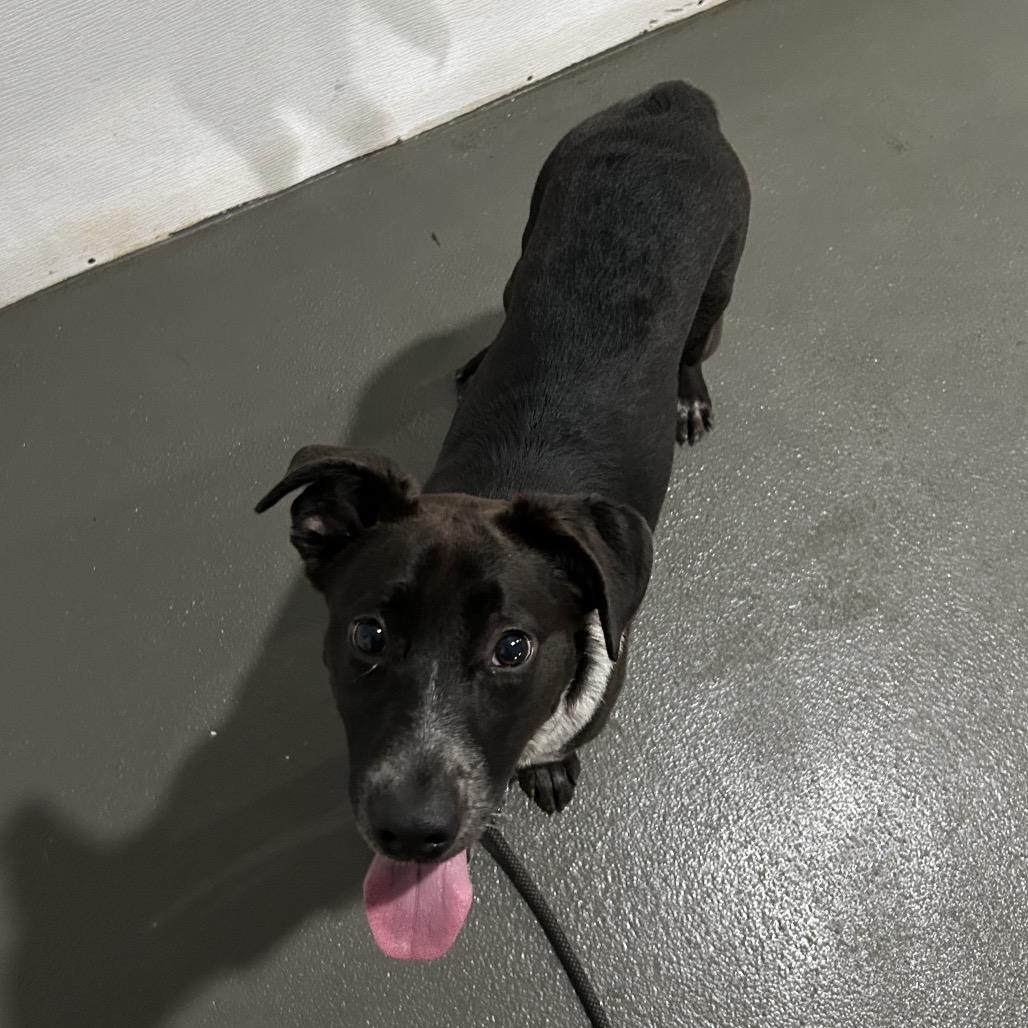 Enlarge Pebbles, a Adoptable mixed breed in Marion, VA image 4/6