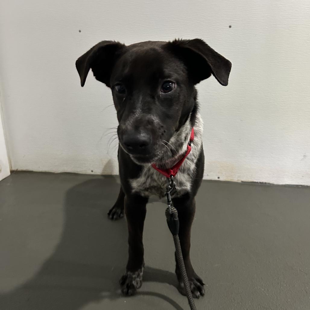 Enlarge Pebbles, a Adoptable mixed breed in Marion, VA image 5/6