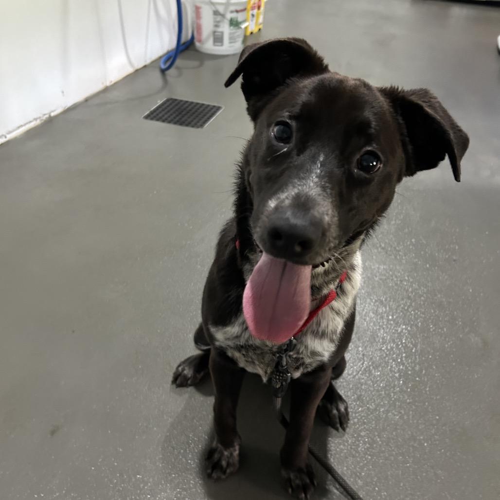 Enlarge Pebbles, a Adoptable mixed breed in Marion, VA image 6/6