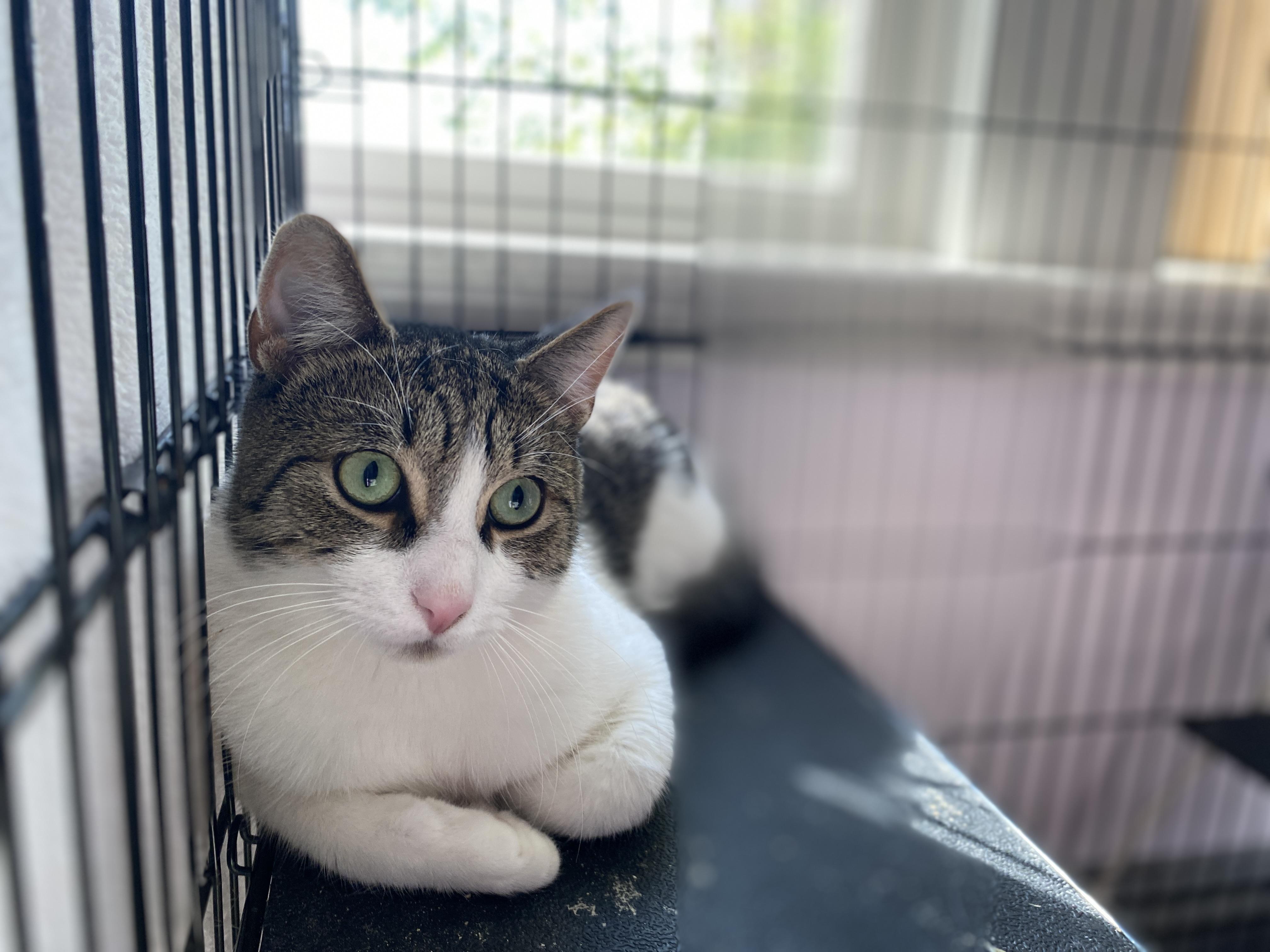 Simpson, Adoptable, Adult Male Domestic Short Hair.