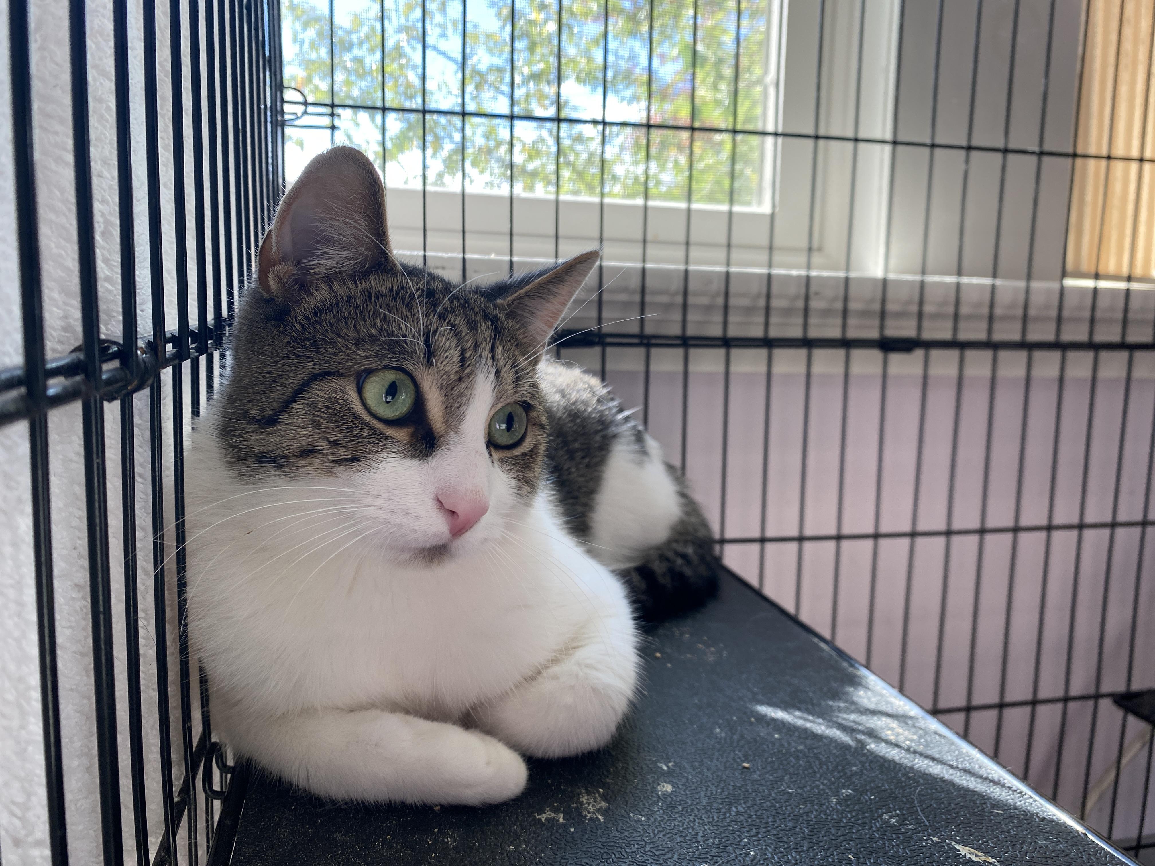 Enlarge Simpson, a Adoptable Domestic Short Hair in Salisbury, MA image 5/6