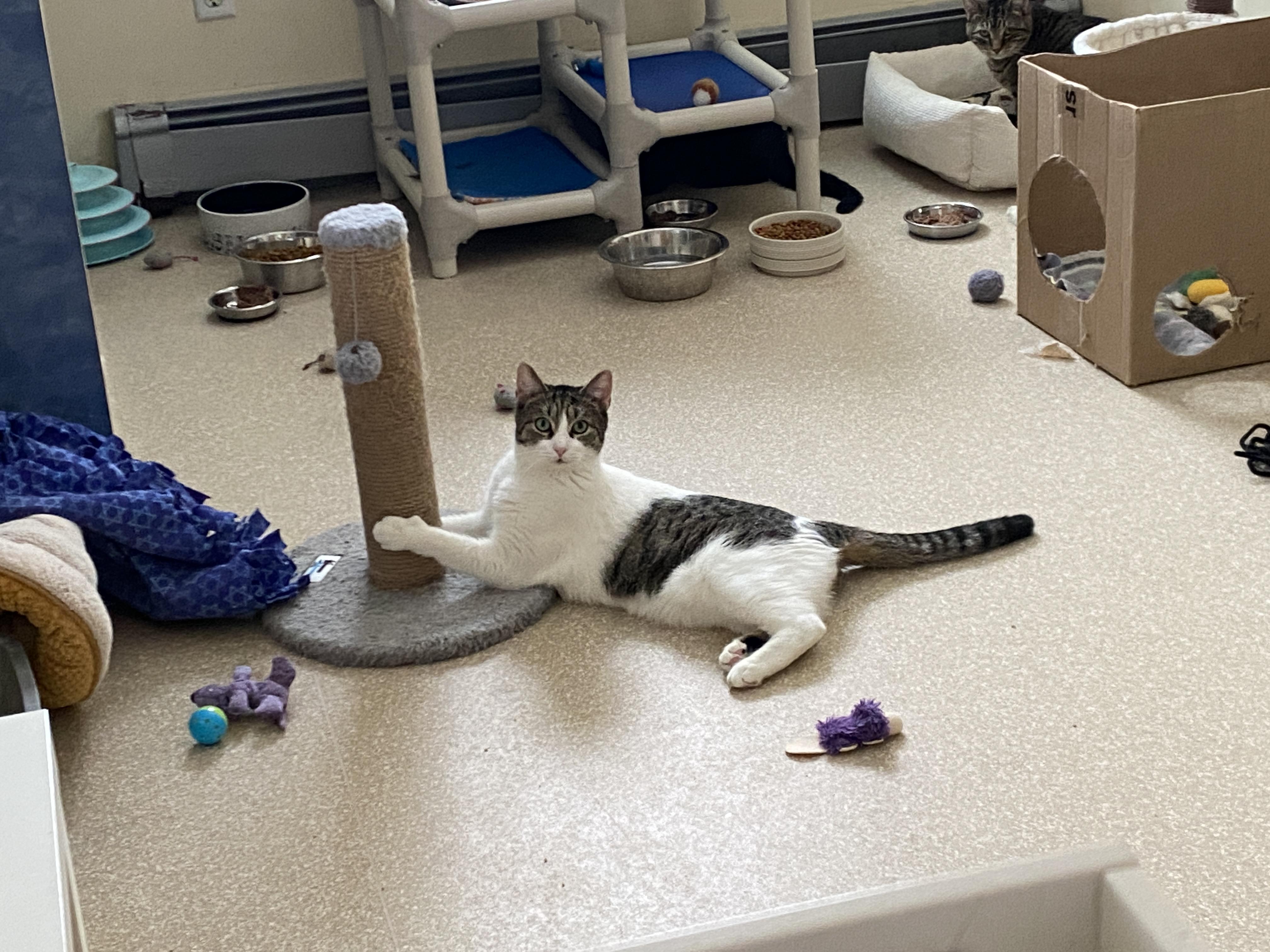 Enlarge Simpson, a Adoptable Domestic Short Hair in Salisbury, MA image 2/6