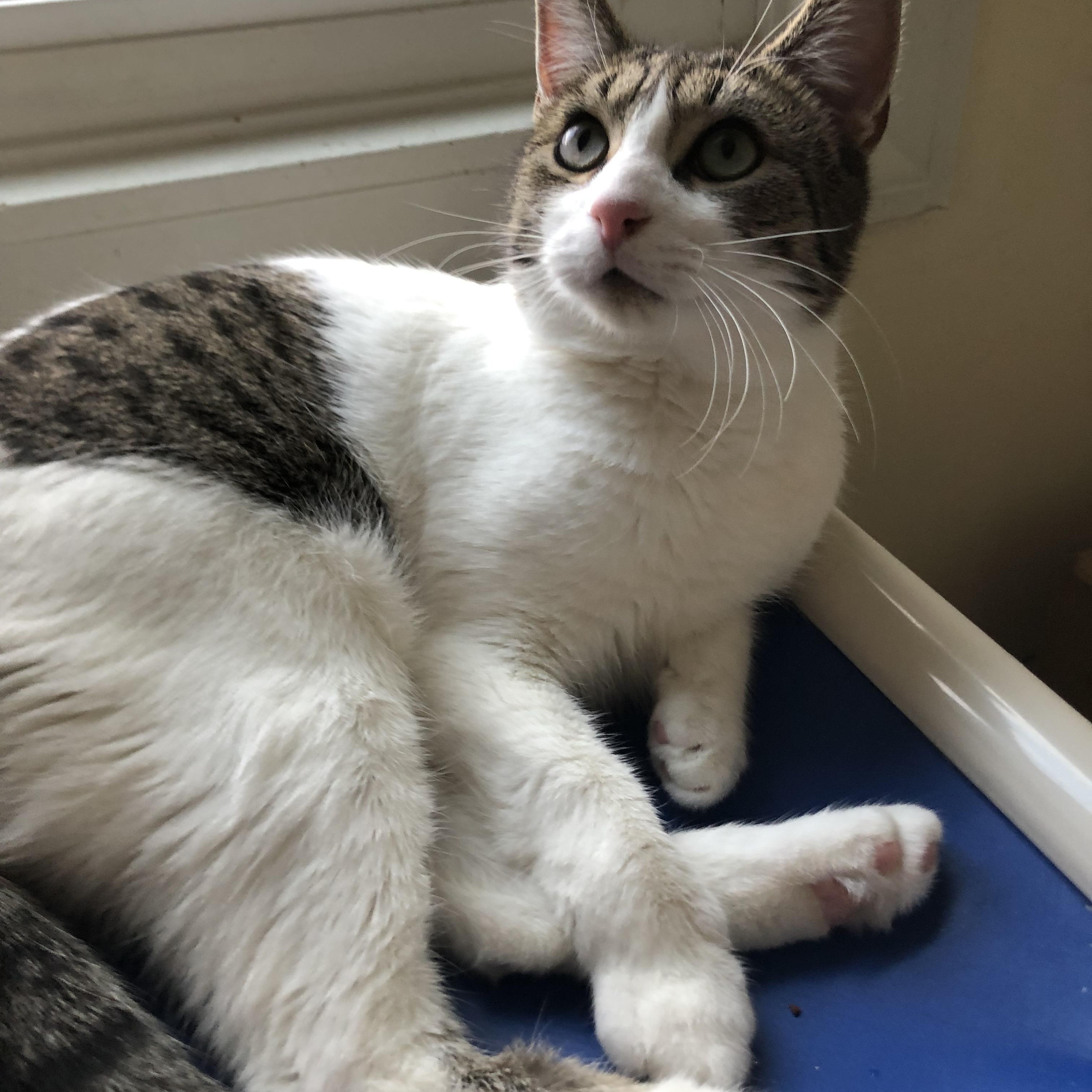 Enlarge Simpson, a Adoptable Domestic Short Hair in Salisbury, MA image 3/6