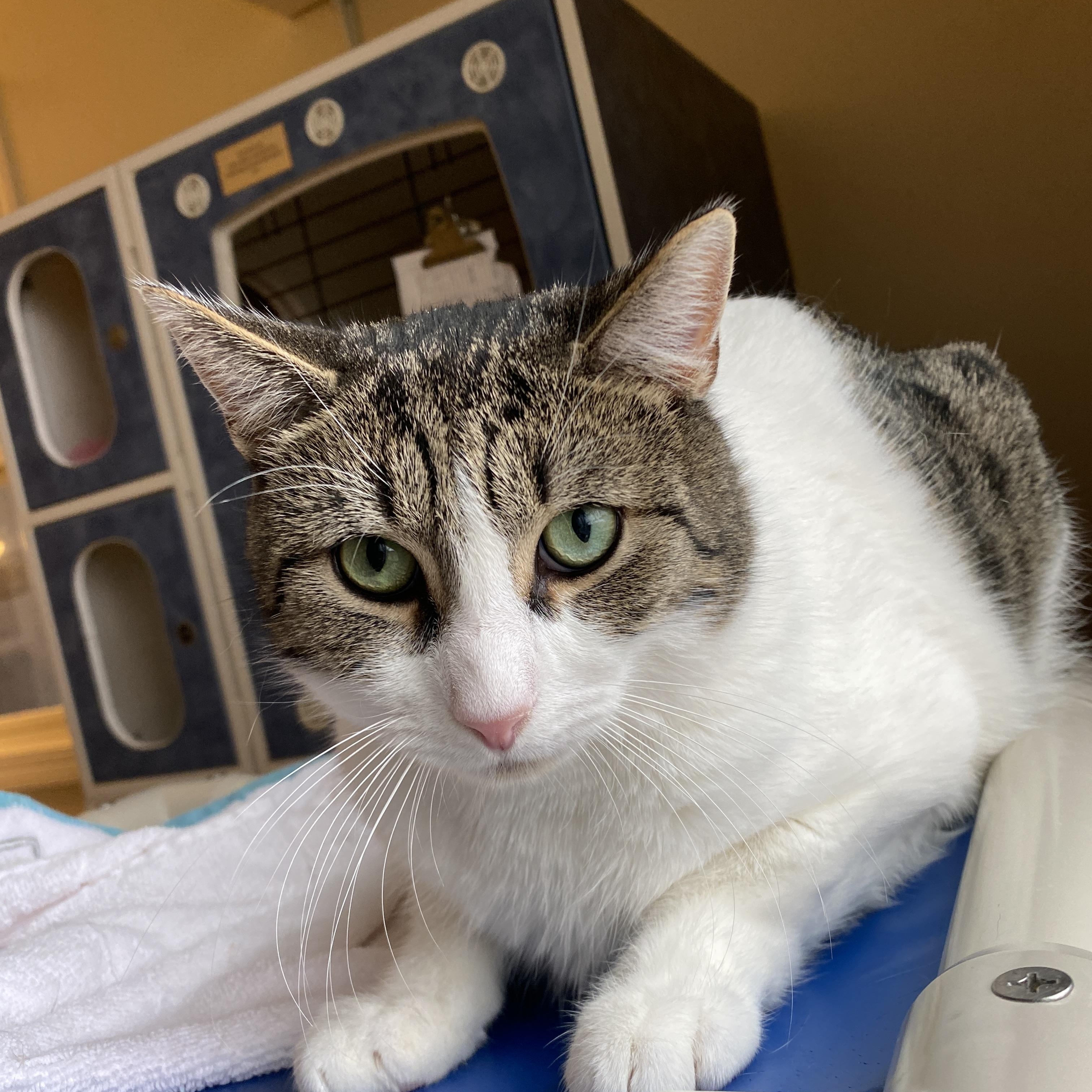 Enlarge Simpson, a Adoptable Domestic Short Hair in Salisbury, MA image 1/6