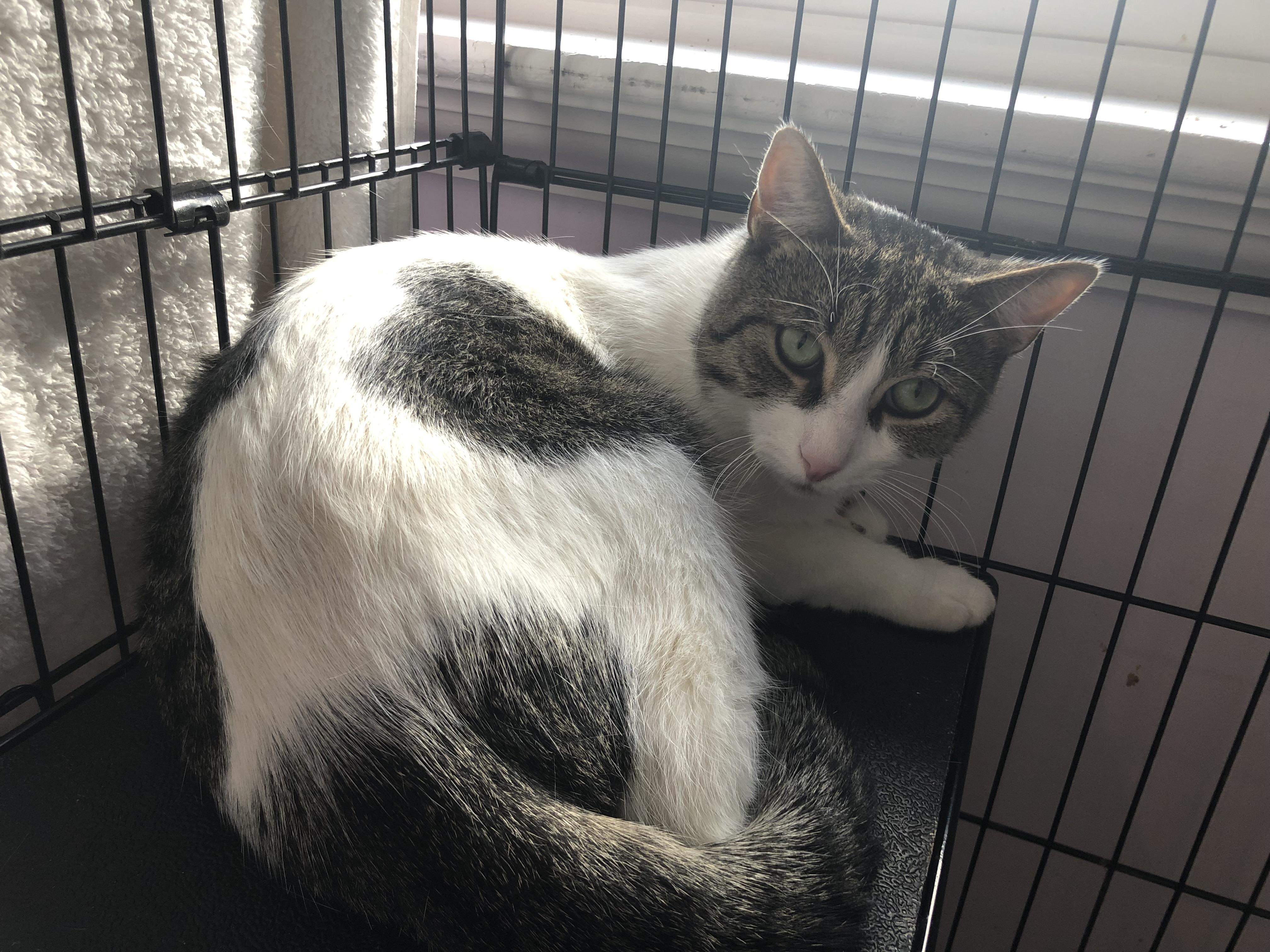 Enlarge Simpson, a Adoptable Domestic Short Hair in Salisbury, MA image 6/6