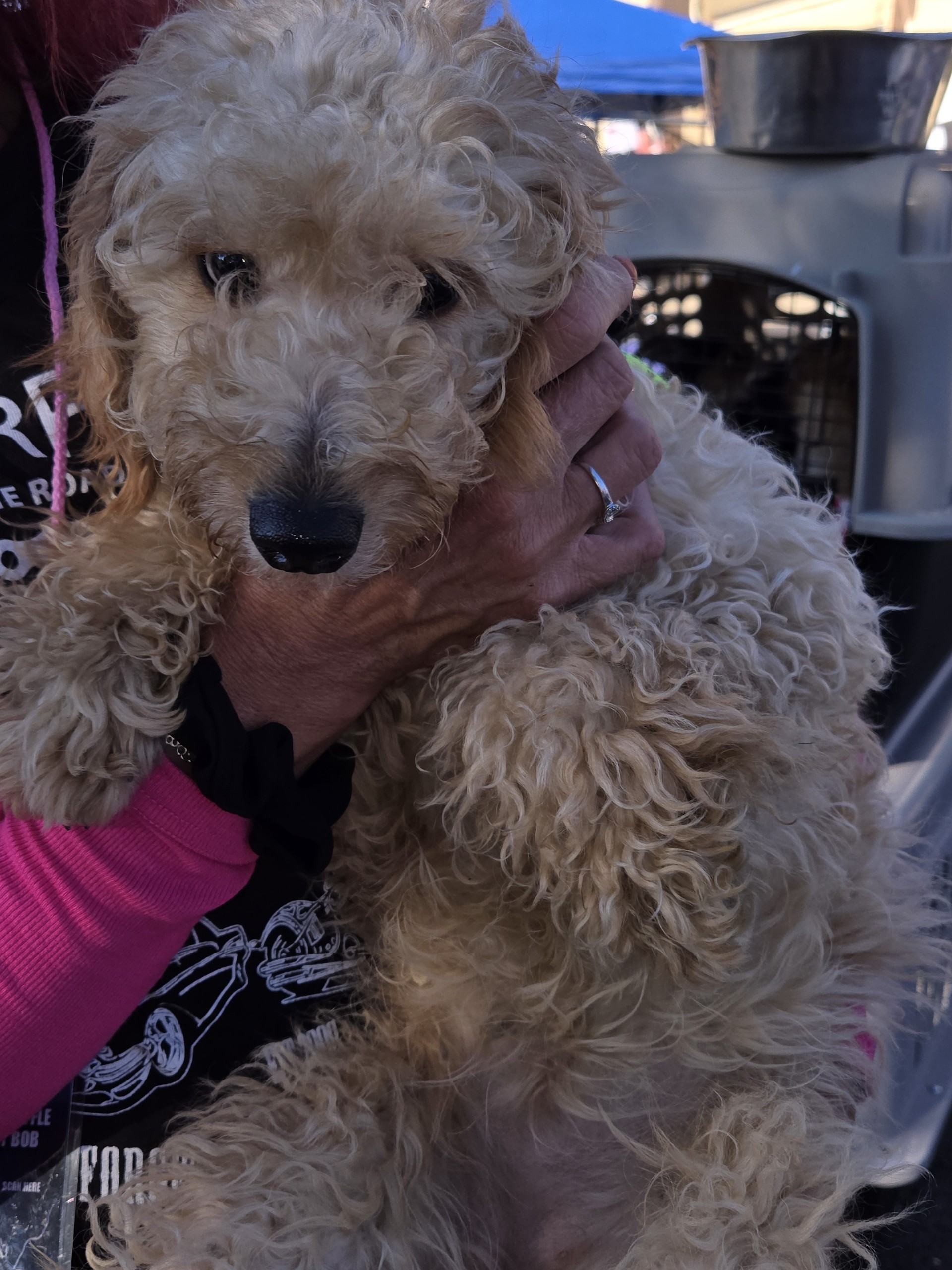 Enlarge Zig, a Adoptable Goldendoodle in Far Rockaway, NY image 1/2