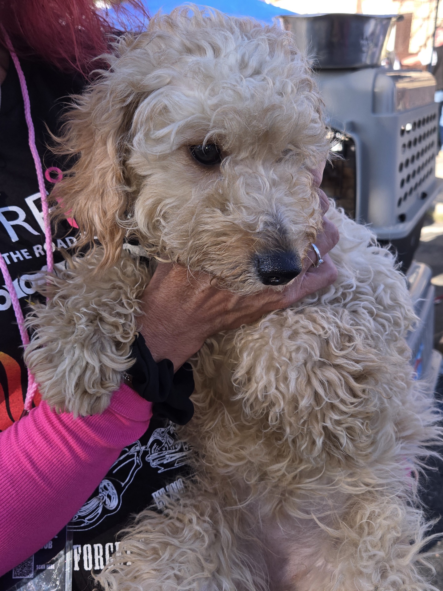 Enlarge Zig, a Adoptable Goldendoodle in Far Rockaway, NY image 2/2