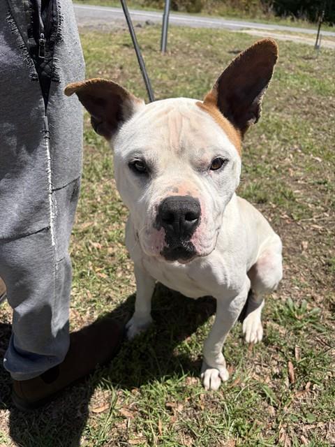 CHAMP, Adoptable, Adult Male American Staffordshire Terrier.