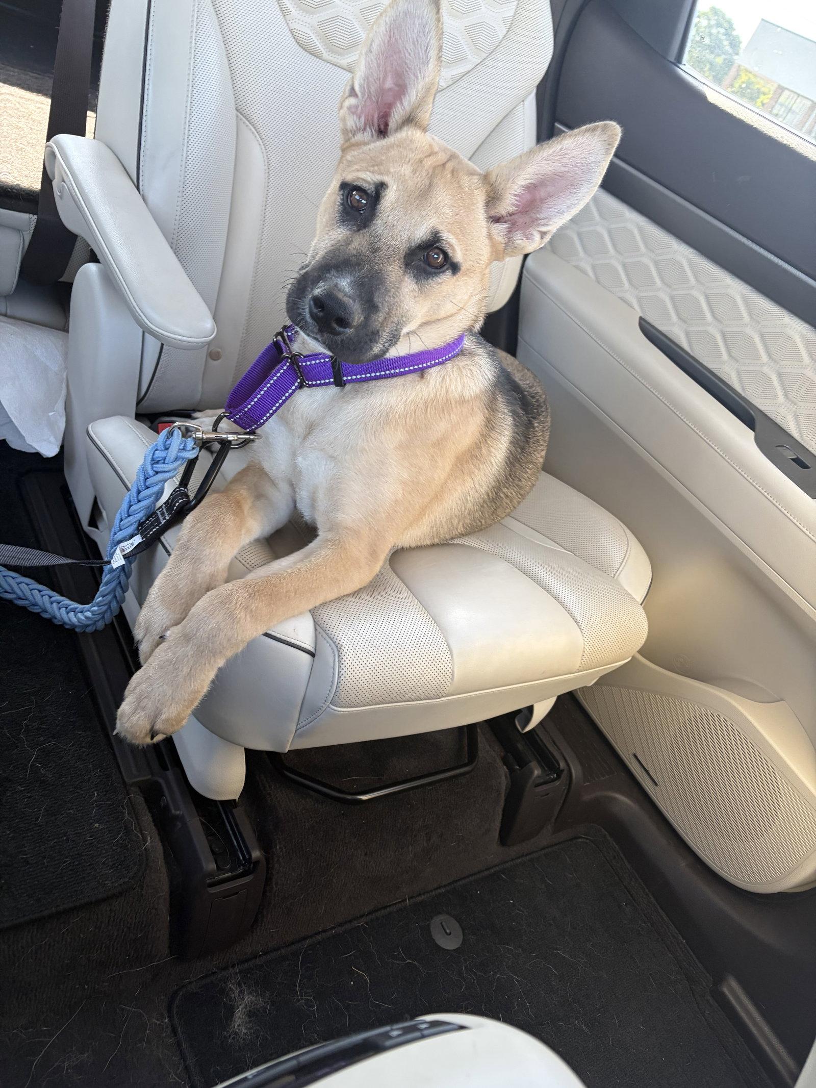 Scout, Adoptable, Young Male Mixed Breed.