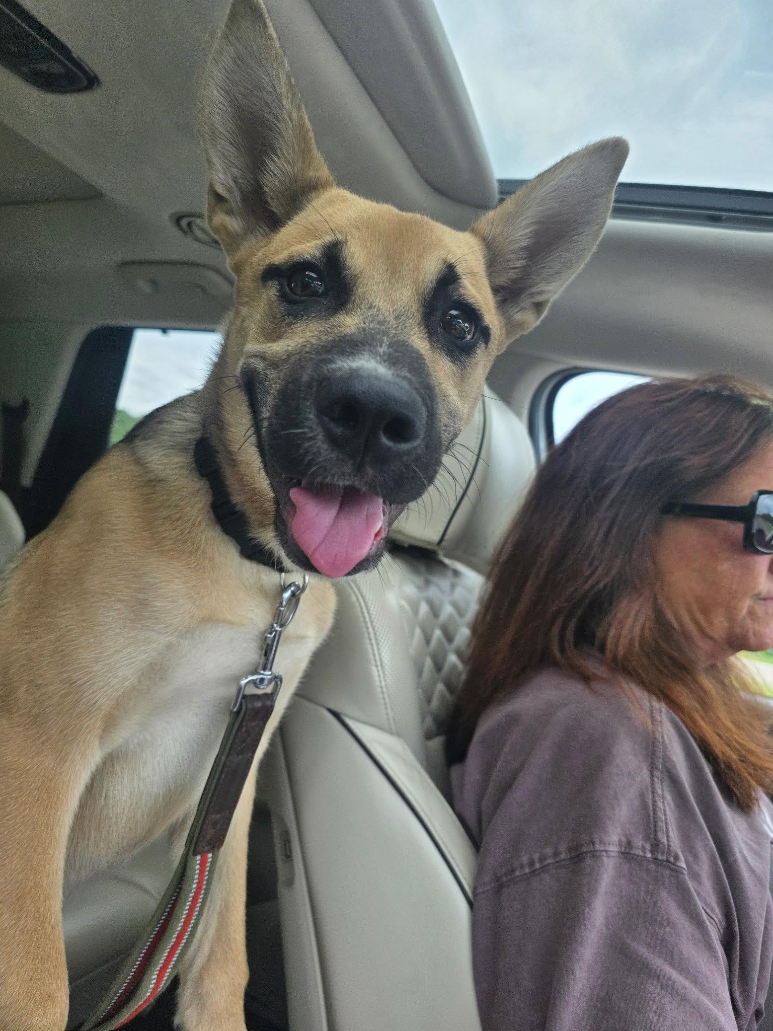 Scout, a Adoptable Mixed Breed in Fenton, MO image 2/3