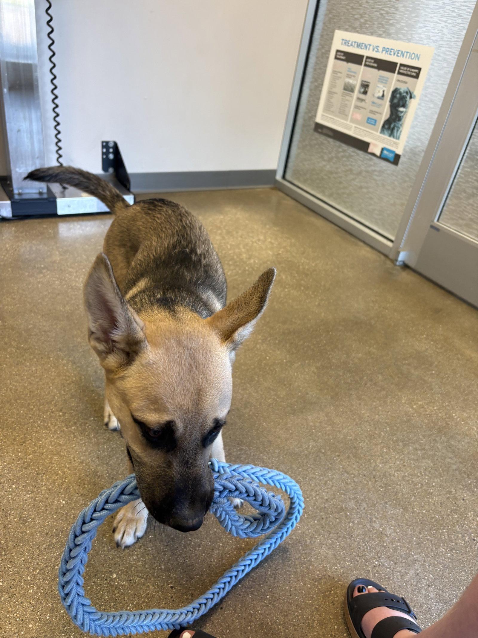 Scout, a Adoptable Mixed Breed in Fenton, MO image 3/3