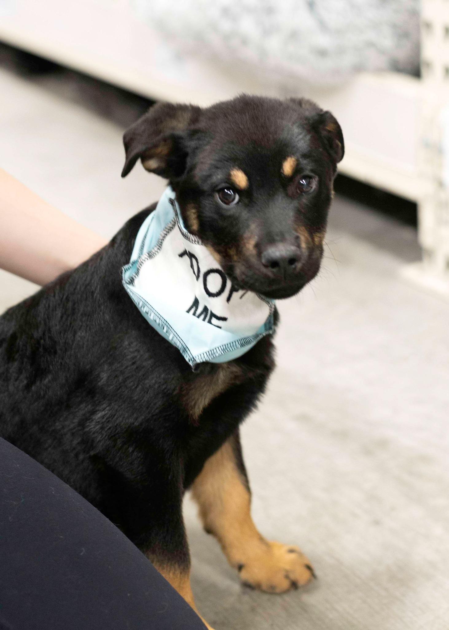 Hiccup, a Adoptable mixed breed in West Richland, WA image 1/3