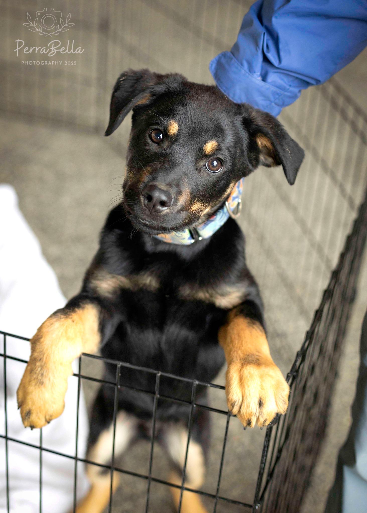Hiccup, a Adoptable mixed breed in West Richland, WA image 3/3
