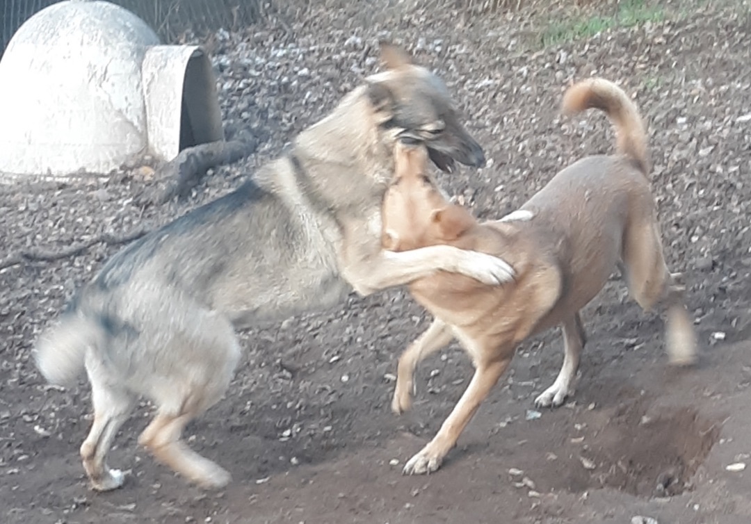 Sadie and Sage, a Adoptable mixed breed in Lodi, CA image 1/2