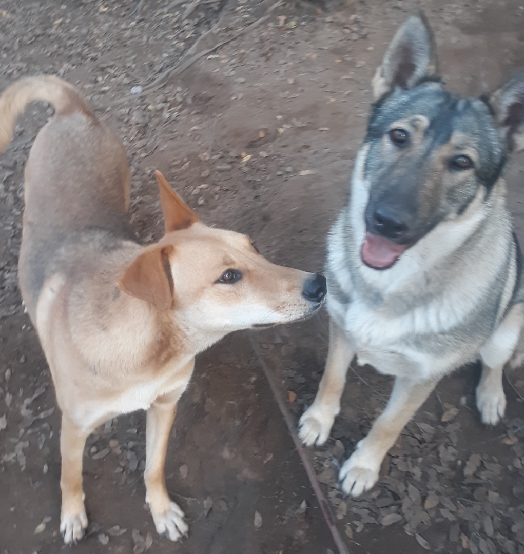 Sadie and Sage, a Adoptable mixed breed in Lodi, CA image 2/2