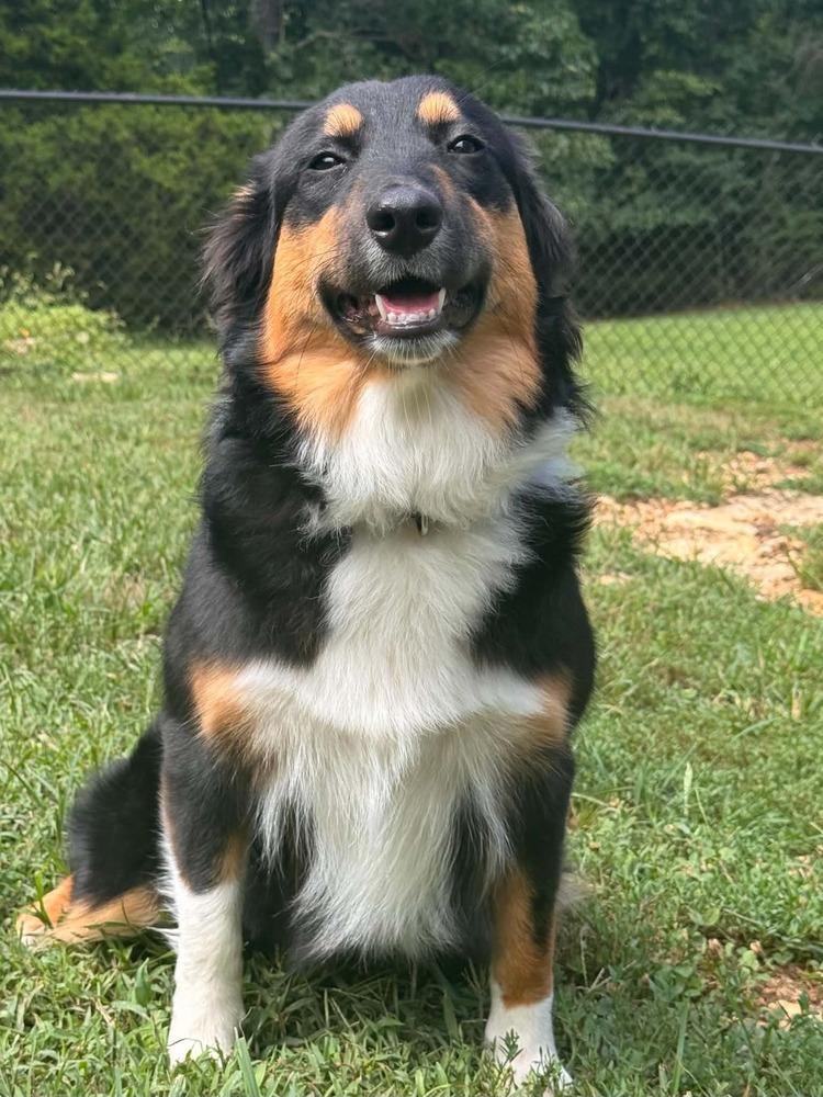 1174 Stormy, a Adoptable Australian Shepherd in St Louis , MO image 2/5