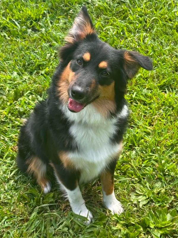 1174 Stormy, Adoptable, Puppy Female Australian Shepherd.